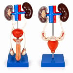 Male/Female Urogenital System